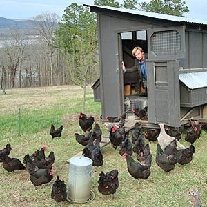 Allen Stepping Out of His Mobile Chicken House