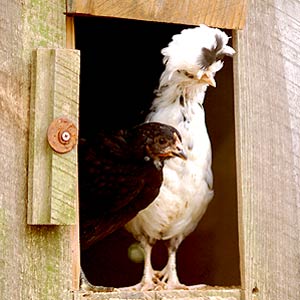 Chicken