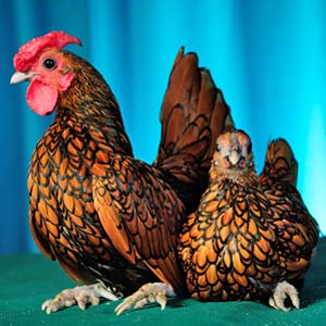 Bantman Chicken