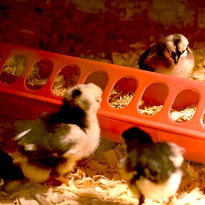 Chicken