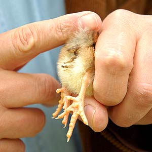 Chicken