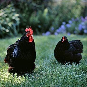 Chicken