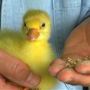Sebastopol Gosling