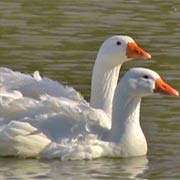 Sebastopol Geese