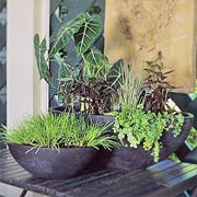 Table Top Water Garden