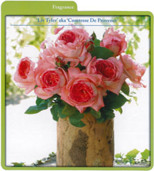 'Liv Tyler' aka 'Comtesse de Provence'