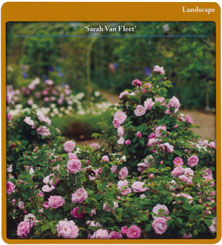'Sarah Van Fleet'