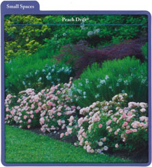 Peach Drift®