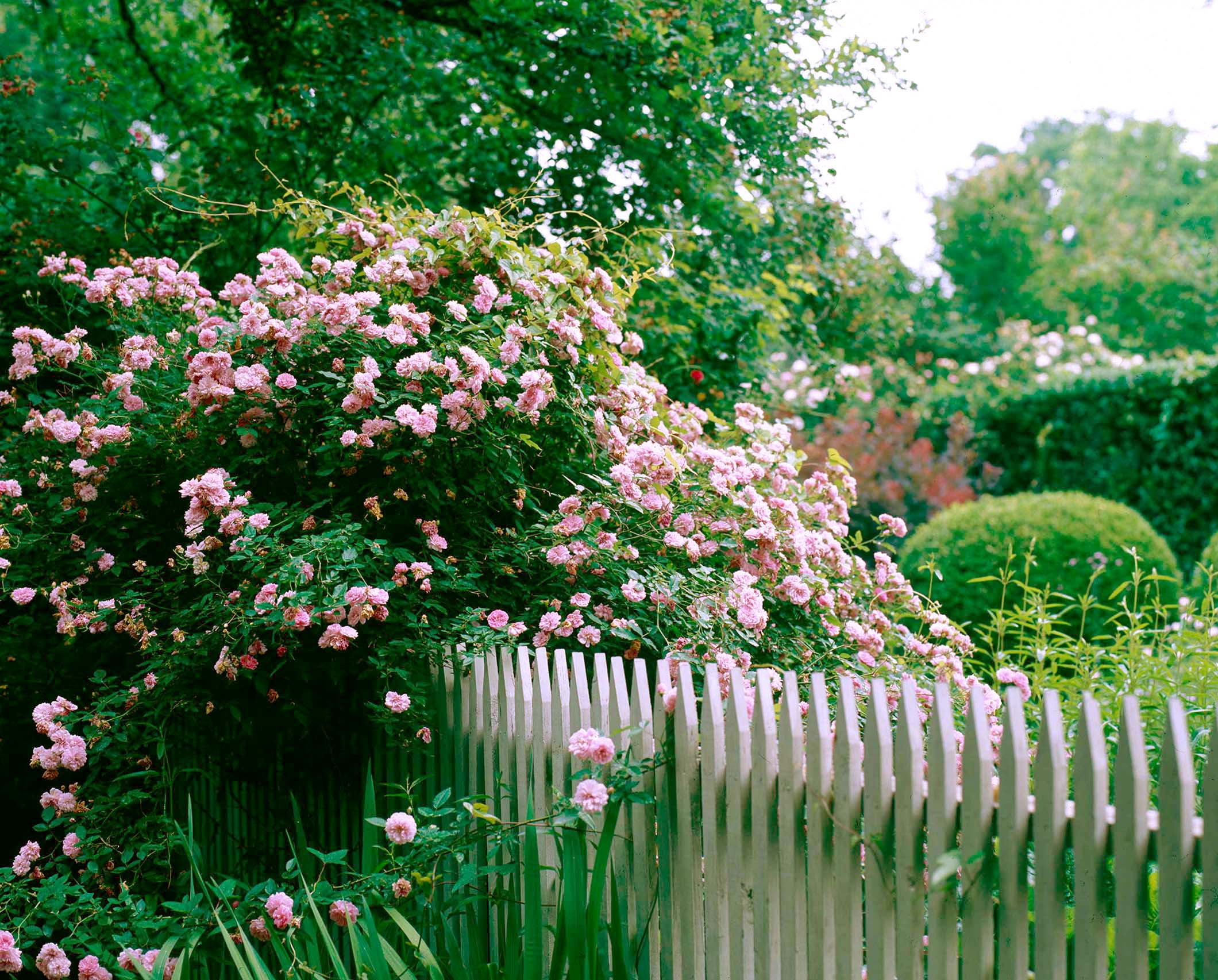 How To Trim Climbing Roses In Spring