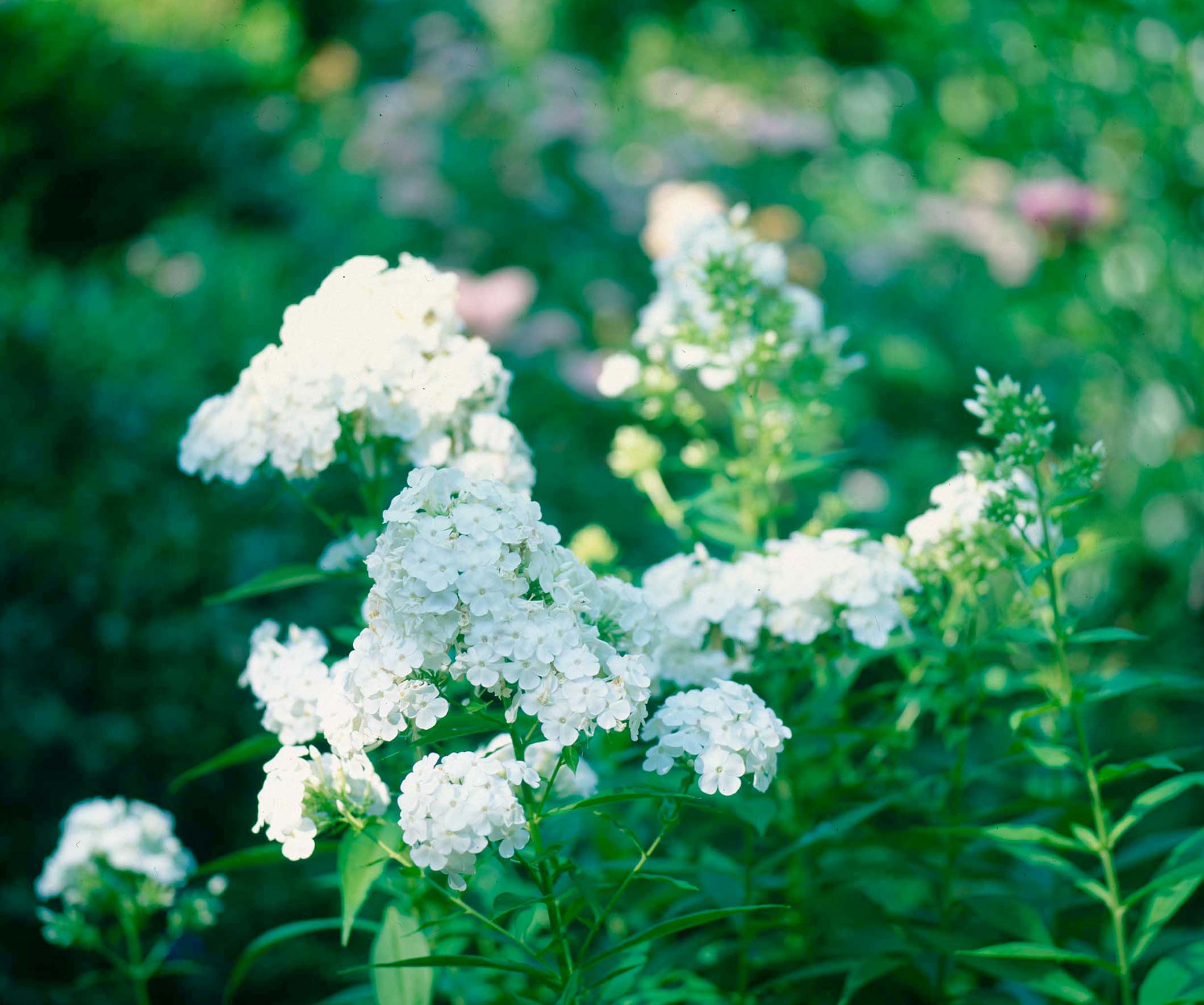 david garden phlox p allen smith david garden phlox p allen smith