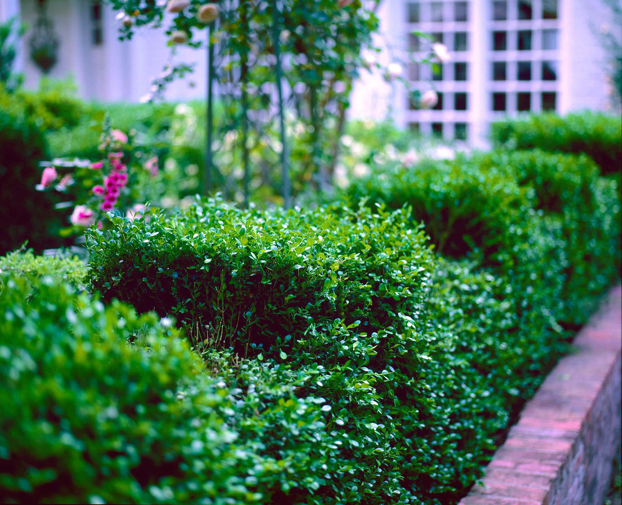 pruning-boxwoods