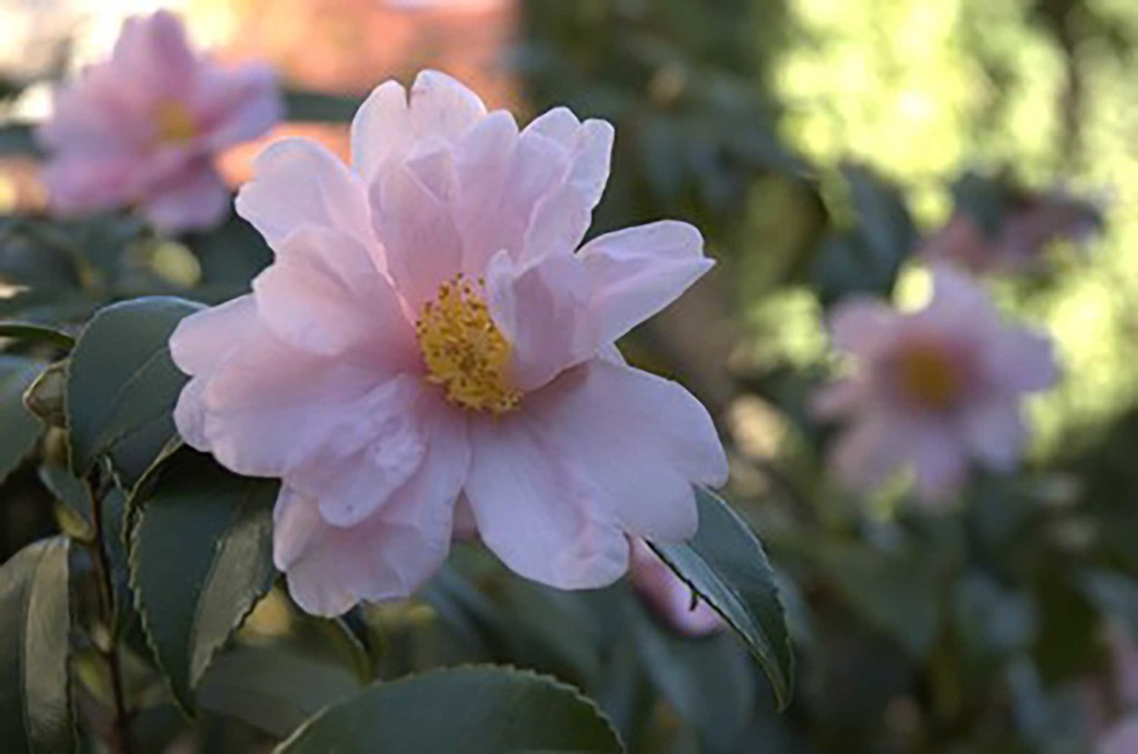 Camellia sasanquas in Bloom P. Allen Smith