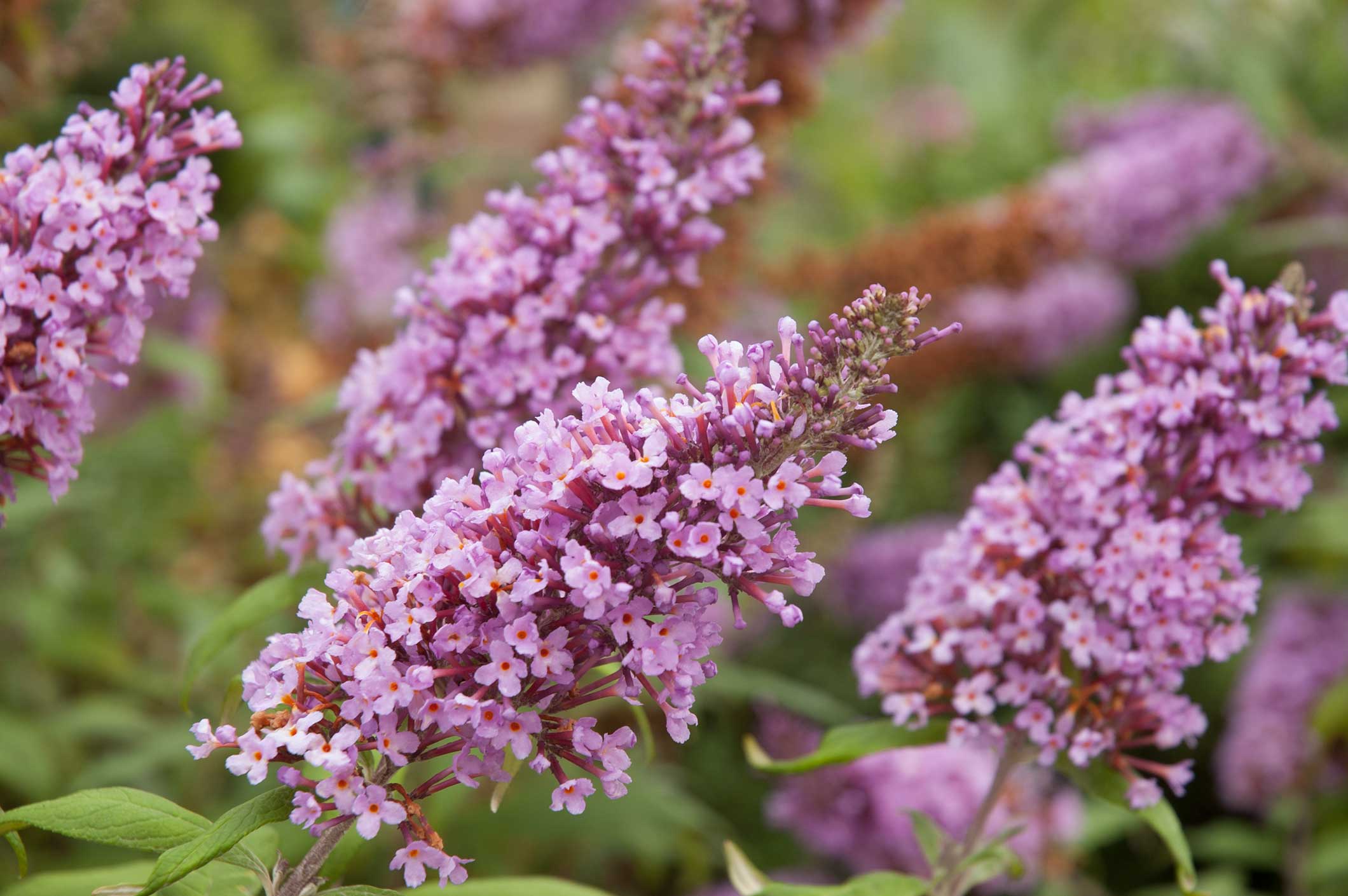 pruning-butterfly-bushes