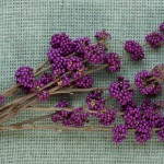 07_41018-web