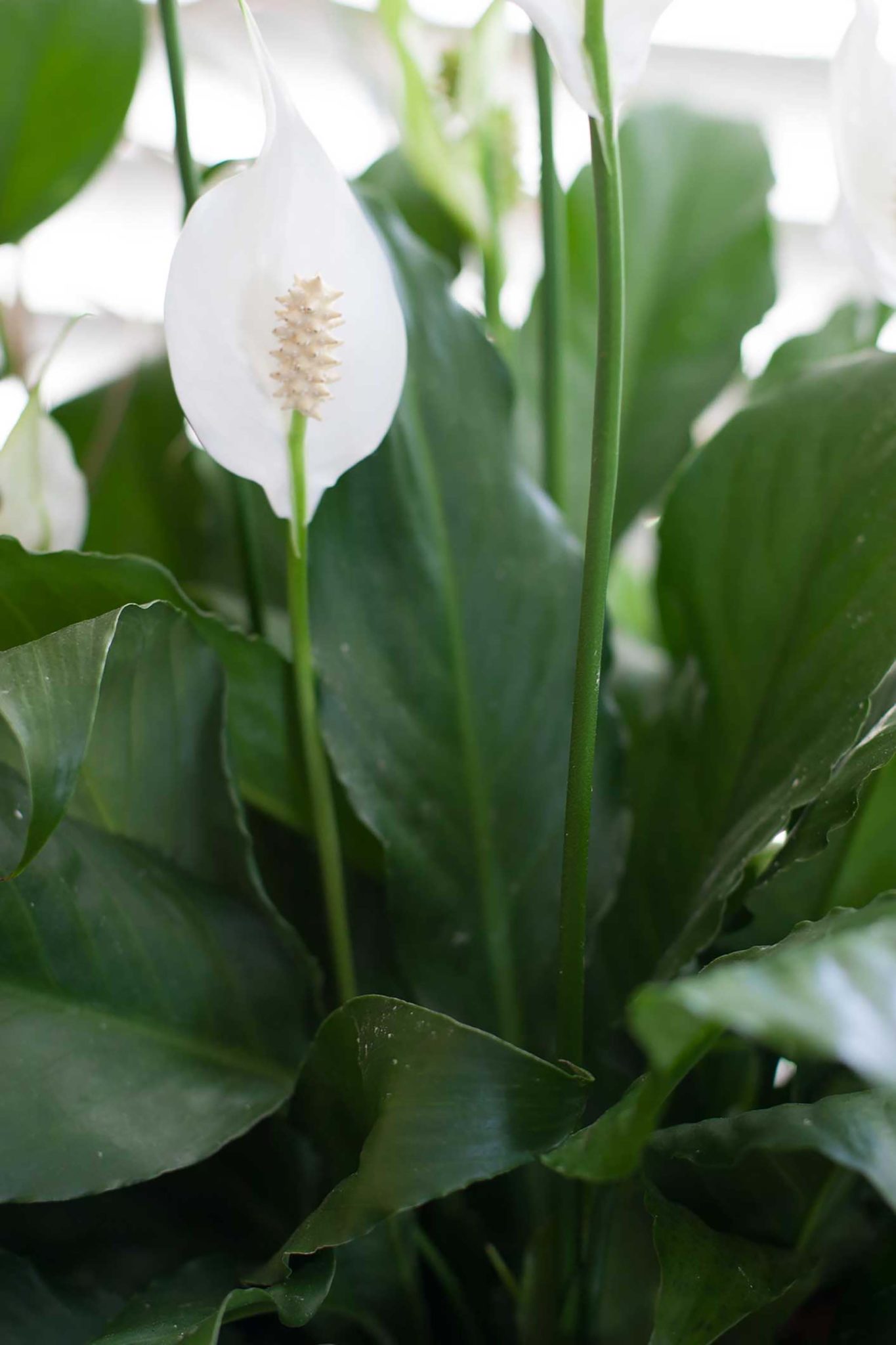 Peace Lily Care