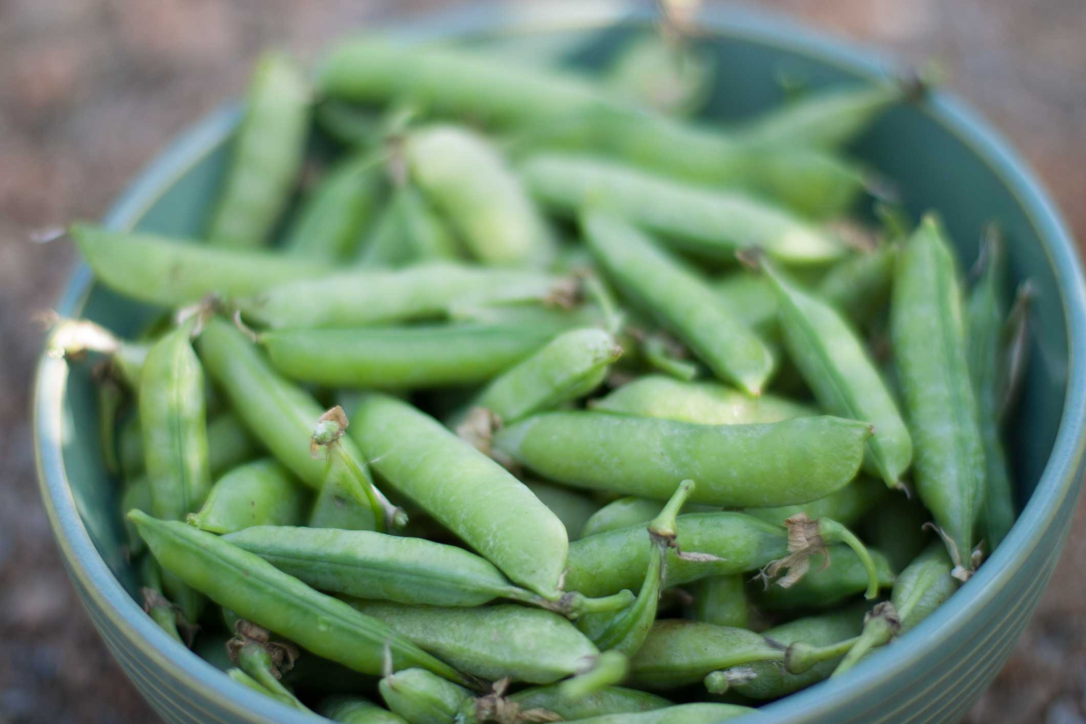 How to Grow Spring Peas