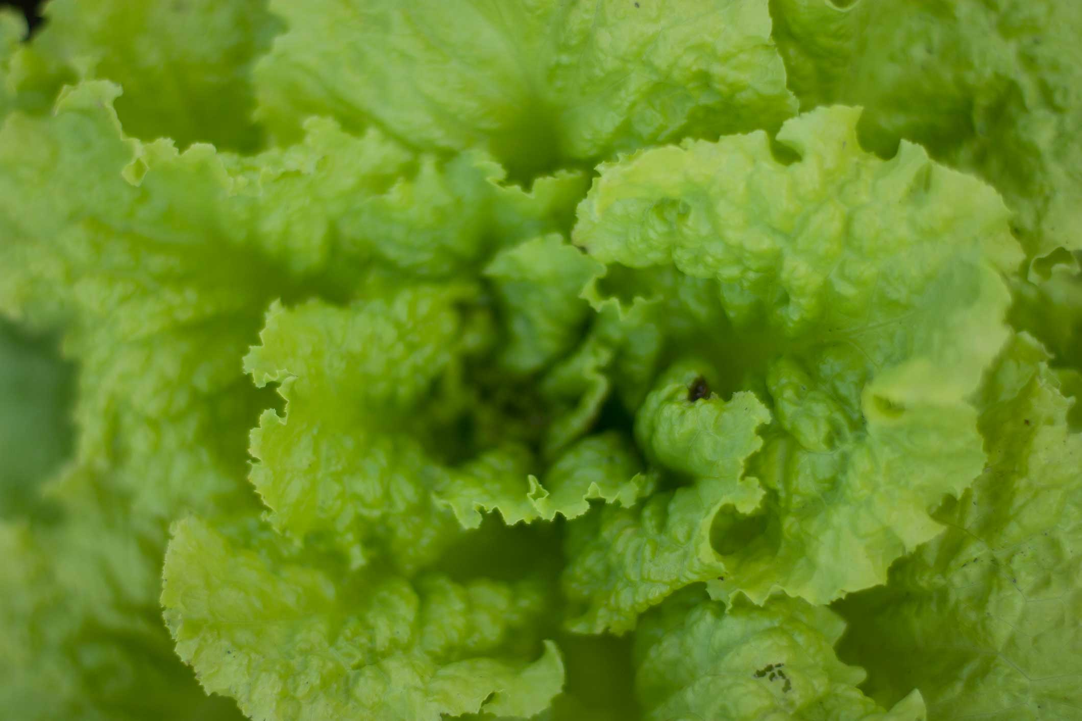 How do you keep Lettuce from Bolting?