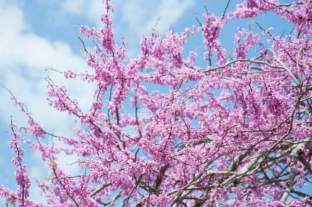 how to grow a redbud tree p allen smith how to grow a redbud tree p allen smith