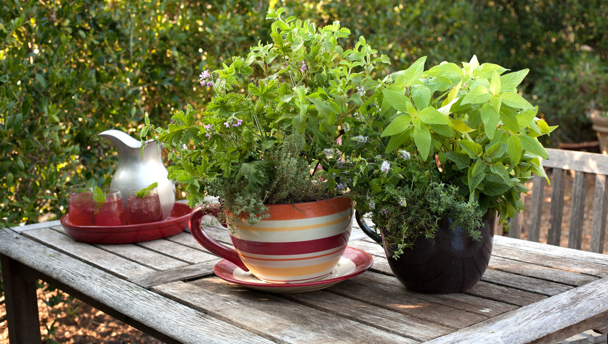 Teacup Herb Garden