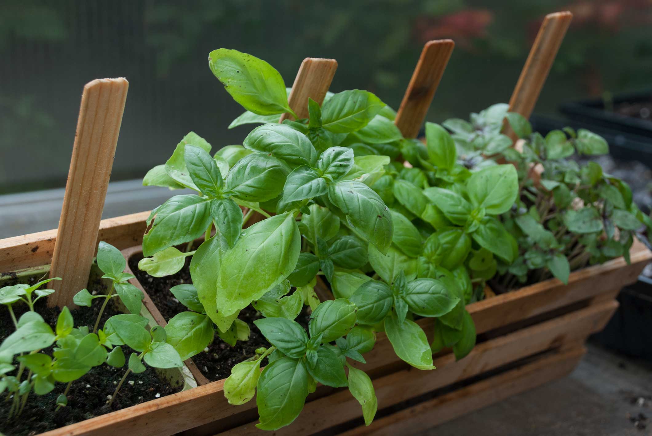 herbs to grow indoors