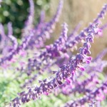 10_18013-web