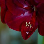 13_00030-web
