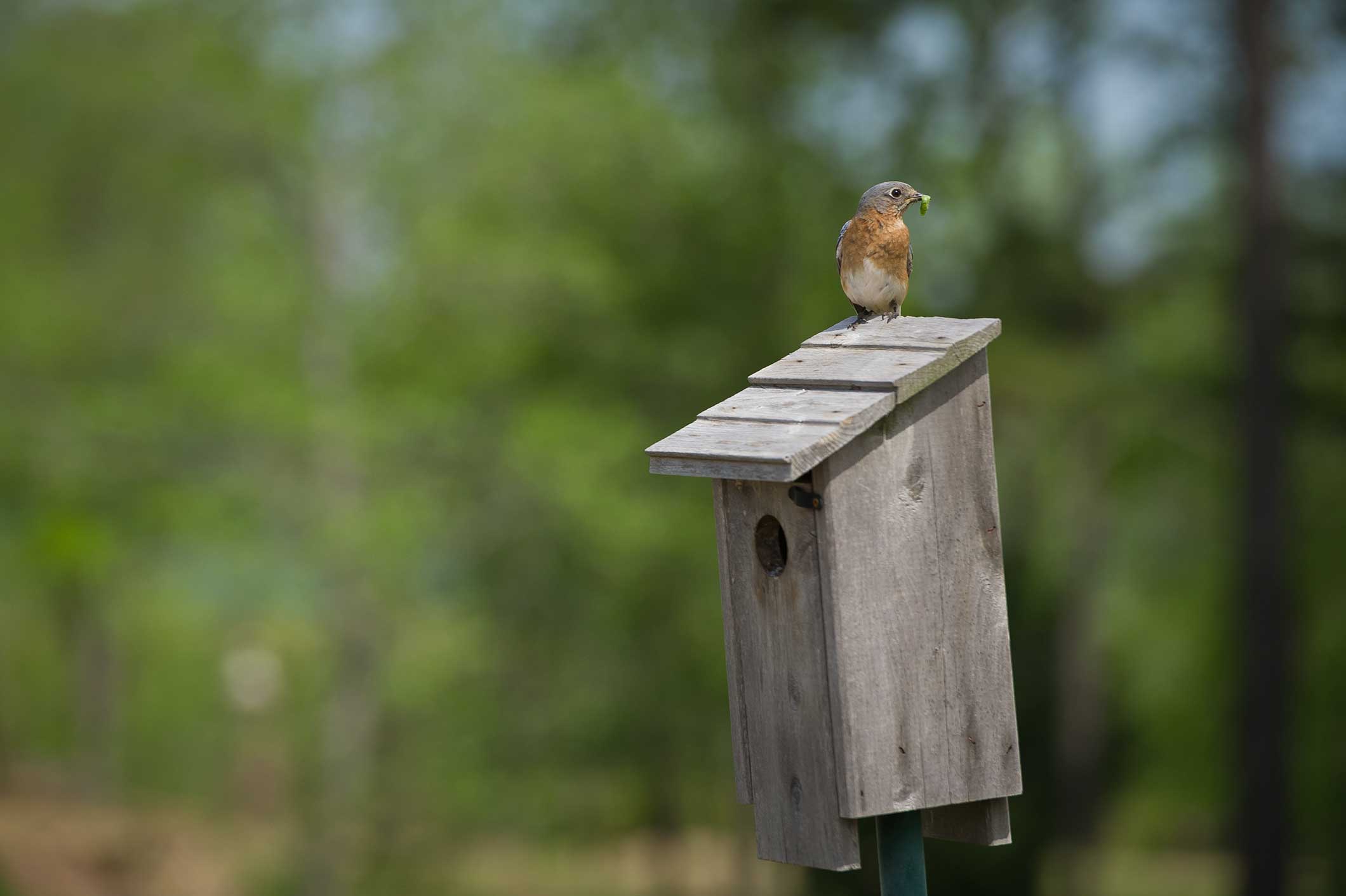 Build A Bluebird Box