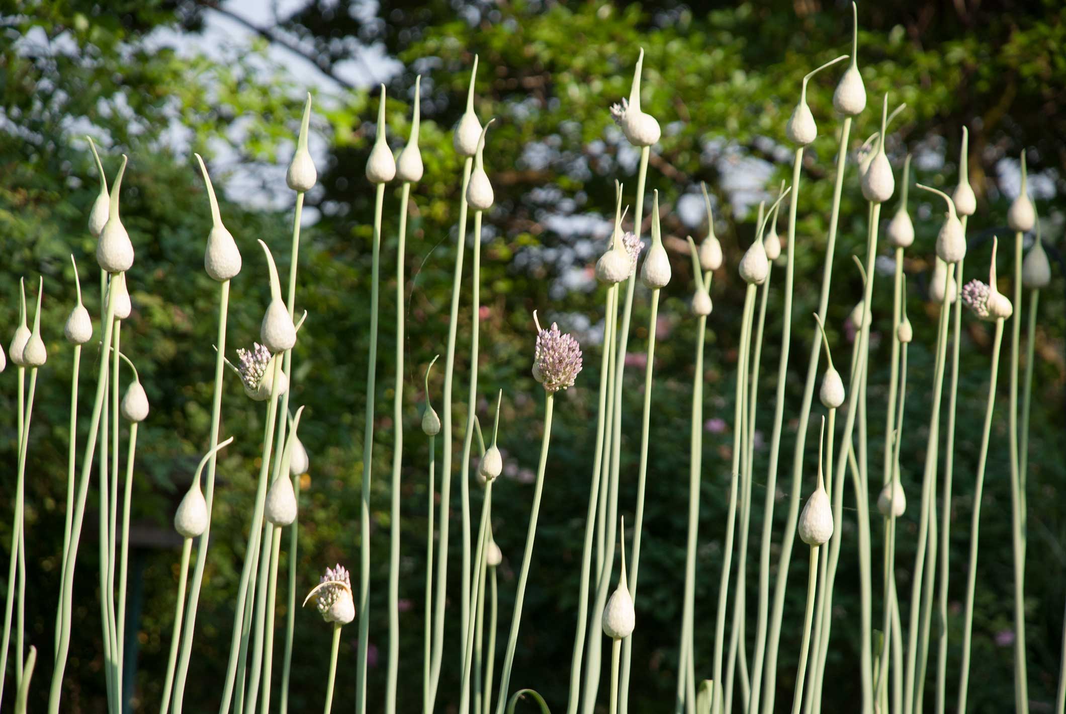 do-garlic-plants-bloom-learn-about-garlic-plant-flowering