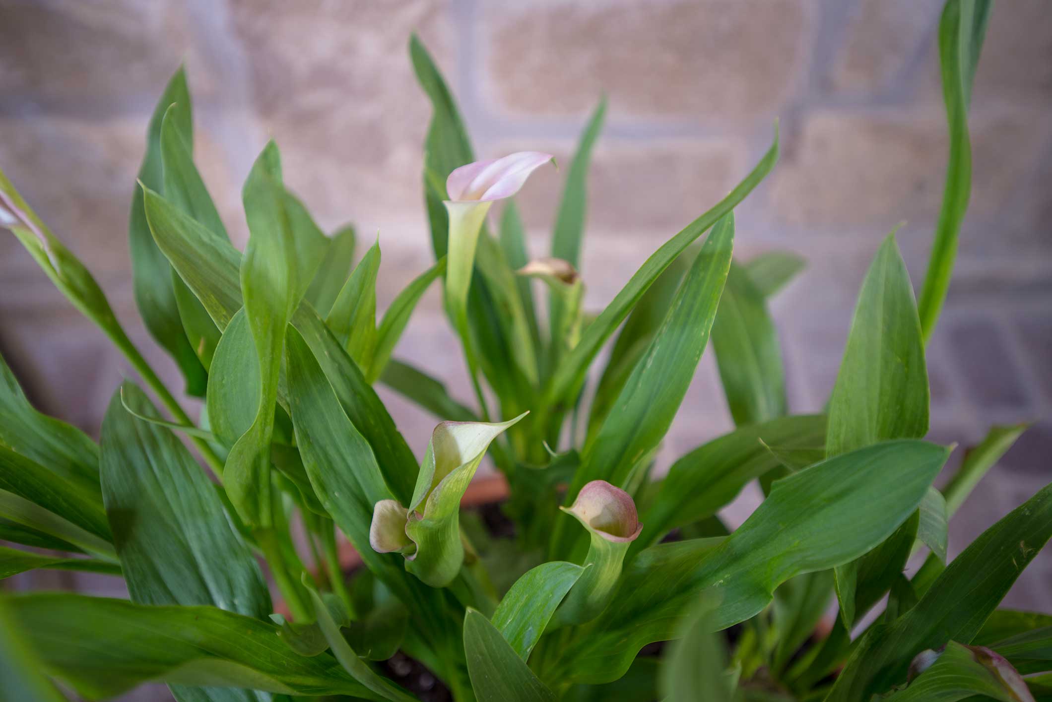 Calla Lily P. Allen Smith
