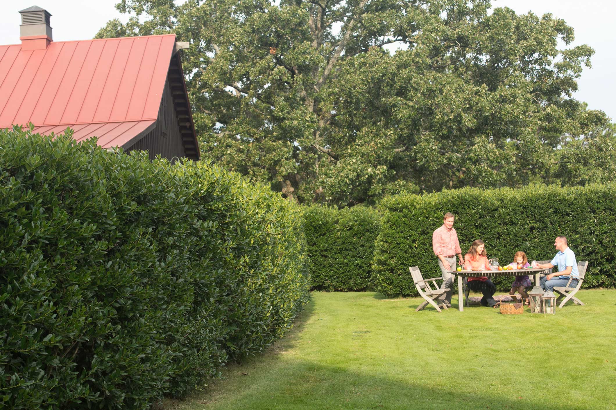 How to Create a Windbreak in a Small Space