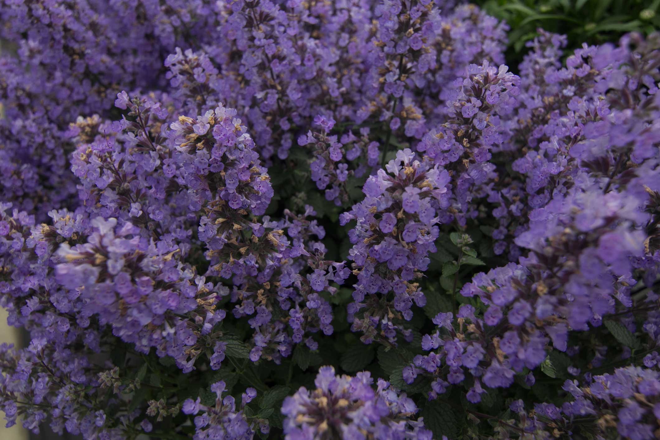 plants-that-grow-in-sandy-soil-and-shade