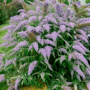 Butterfly Bush P Allen Smith HSN