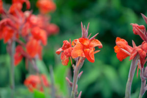 Dwarf Canna Brilliant Canna P Allen Smith HSN Home Shopping Network Garden Flowers