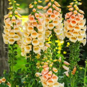 Foxglove DalPeach P Allen Smith HSN Home Shopping Network