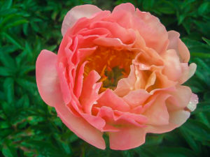 P Allen Smith HSN Home Shopping Network Flower Garden collection Hawaiian Coral Bell Peony P Allen Smith