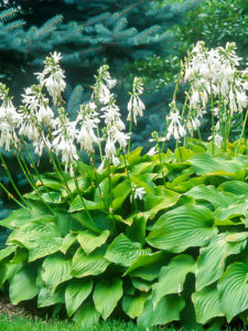 Hosta Royal Standard P Allen Smith HSN Home Shopping Network Garden Flowers