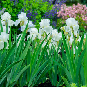 HSN Home Shopping Network P Allen Smith Reblooming Flag Collection Iris Immortality
