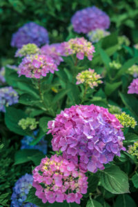 Rhythmic Blue Hydrangea P Allen Smith HSN Home Shopping Network Garden