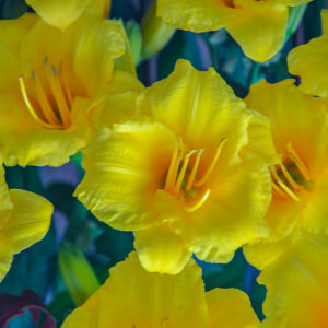 Stella De Oro Daylily Closeup P Allen Smith HSN Home Shopping Network