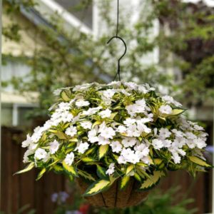 Sunpatiens Impatiens