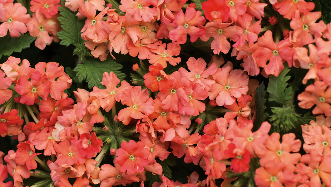 Superbena® Royale Peachy Keen Verbena - P. Allen Smith