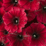 Supertunia Black Cherry