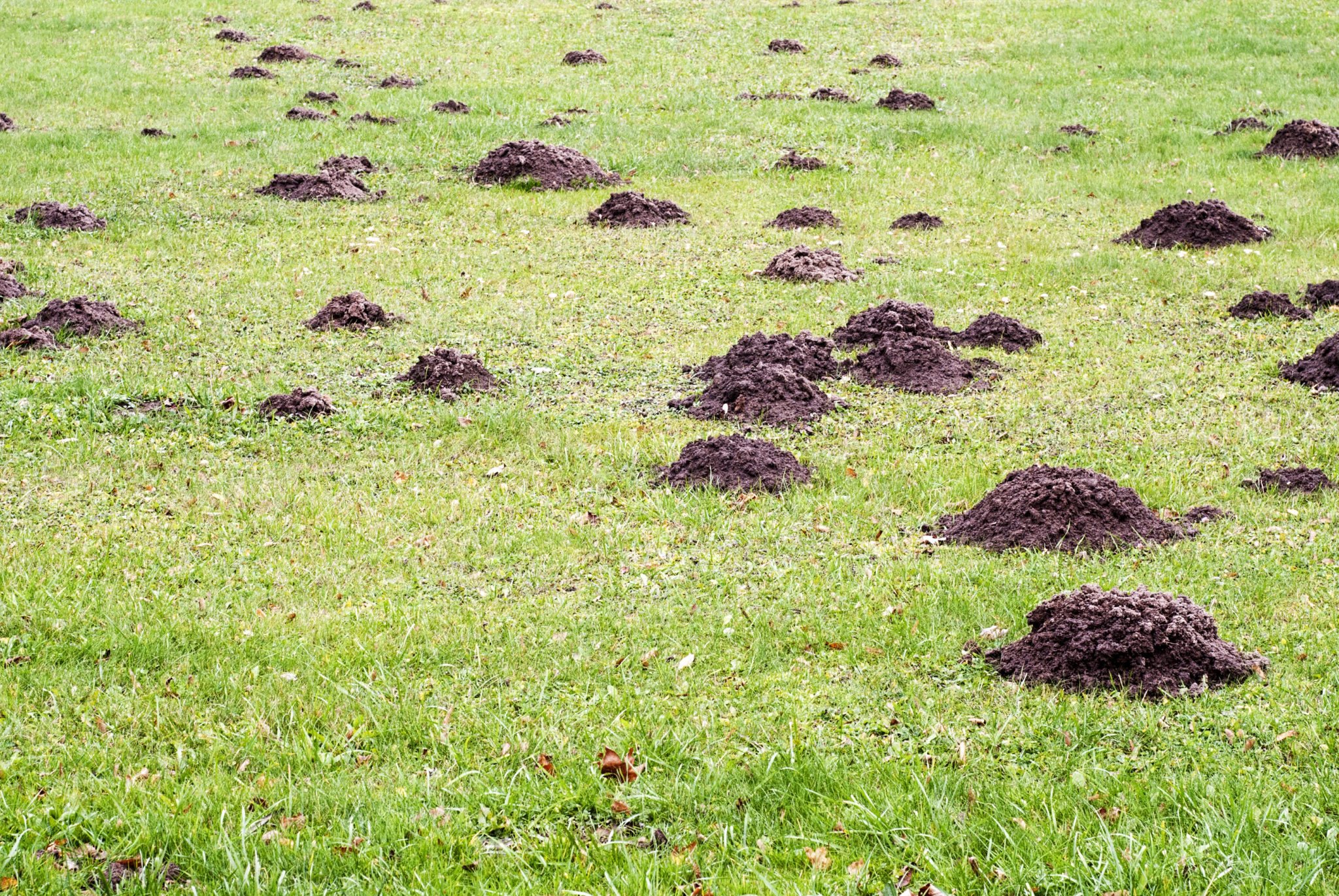 get-rid-of-dirt-mounds-in-the-lawn