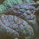 Red Giant Mustard Greens