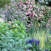 Roses in a Mixed Border