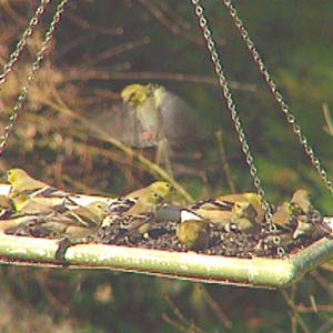 Birds enjoying a bird feeder