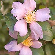 Camellia Maiden's Blush