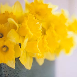 Daffodil Rijnveld's Early Sensation