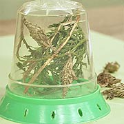 Bagworm Cocoons in a Jar
