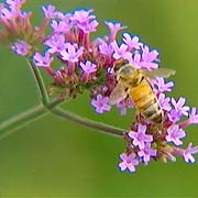 Honeybee and Verbena bonariensis